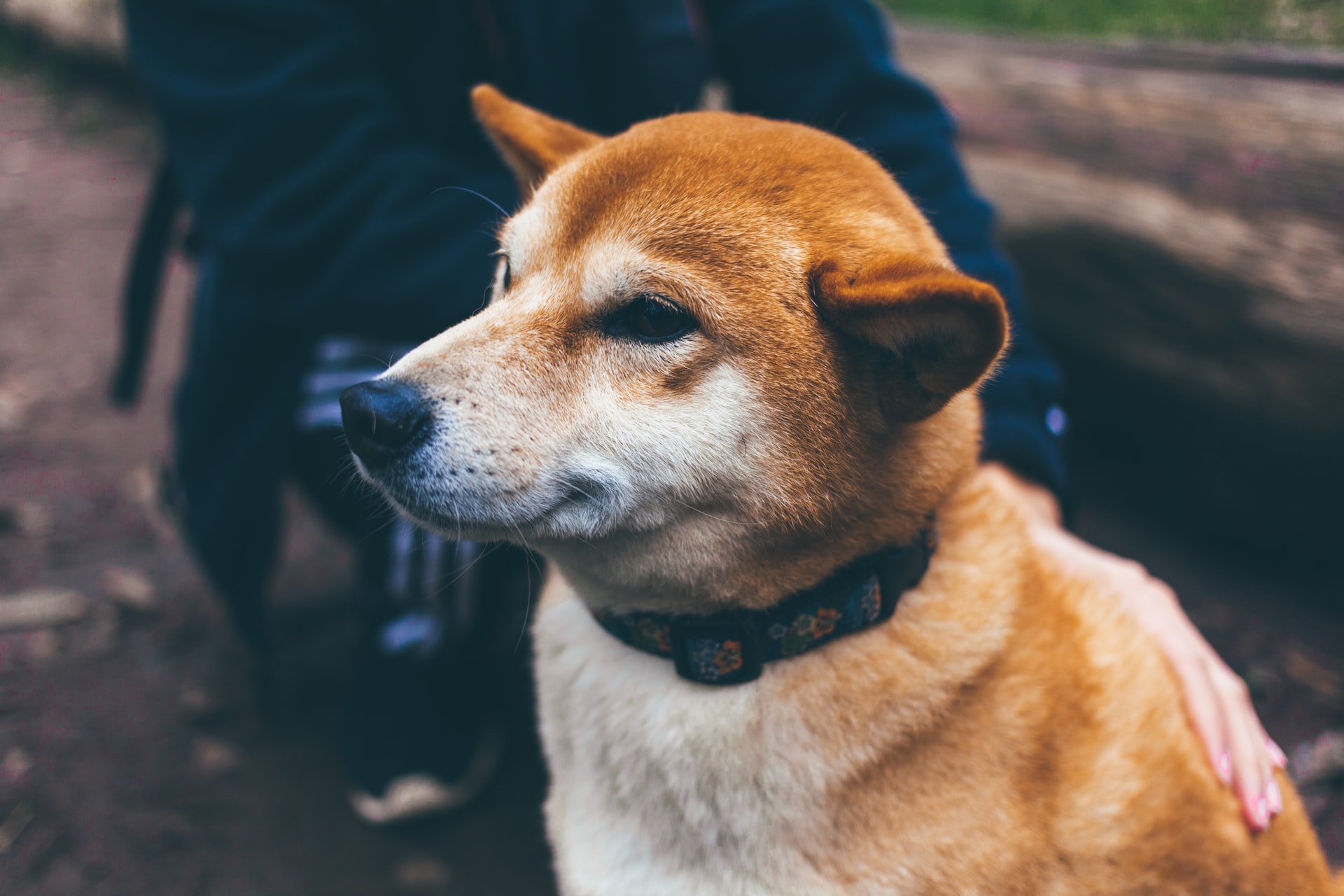 Iba Shinu dog photo