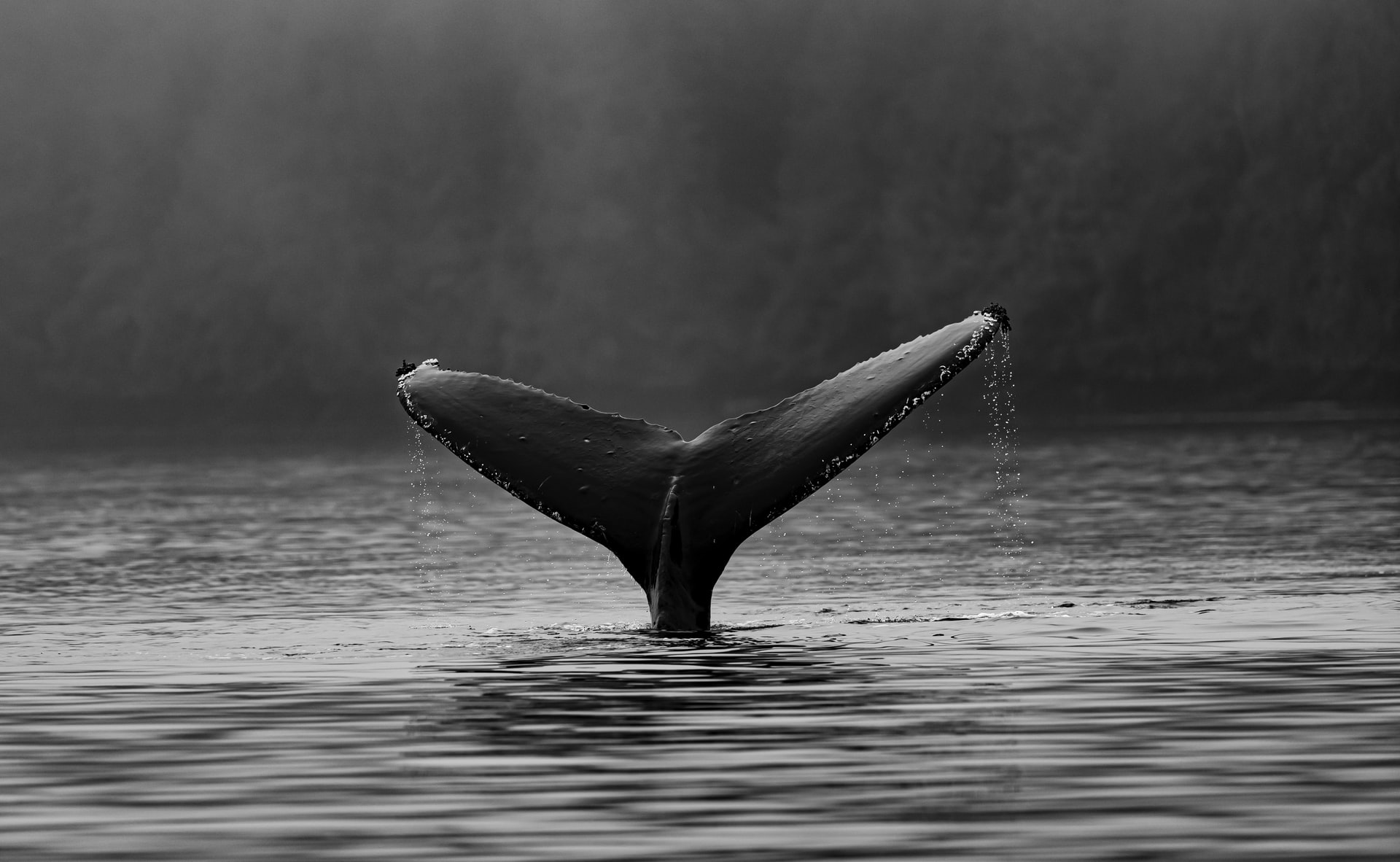 Whale's tail on water