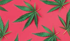 Australian ‘Legalise Cannabis Party’ Turns to BTC for Support
